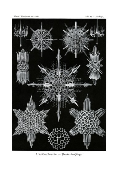 Acanthophracta、1899-1904 作： German School
