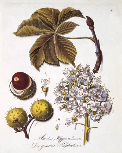 Aesculus Hippocastanum、Johann Daniel von Reitter著「A Comprehensive Work on All Species of Wood」（1803-05年刊）より（彩色済み彫刻）。 作： German School