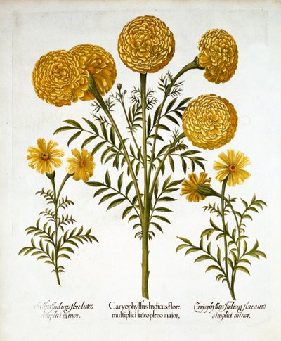 アフリカのマリーゴールドとフランスのマリーゴールド、ホルタスEystettensisから、バジルベスラー（1561-1629）、パブ。 1613（手塗りの彫刻） 作： German School
