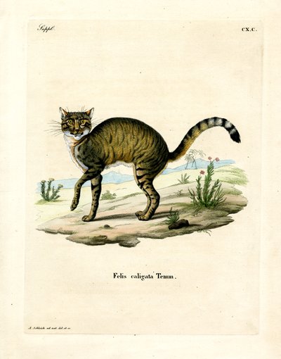 アフリカン・ワイルドキャット（彩色済み彫刻 作： German School