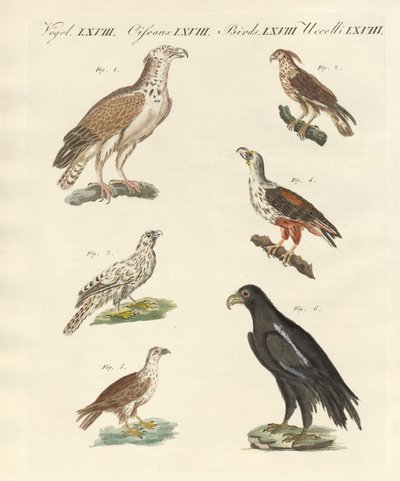 アフリカの鳥（彩色済み彫刻 作： German School