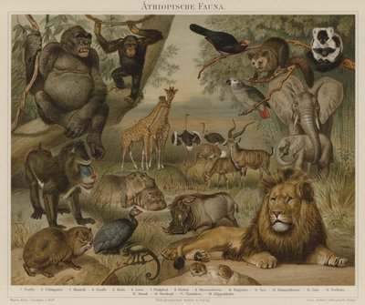 アフリカの動物 作： German School