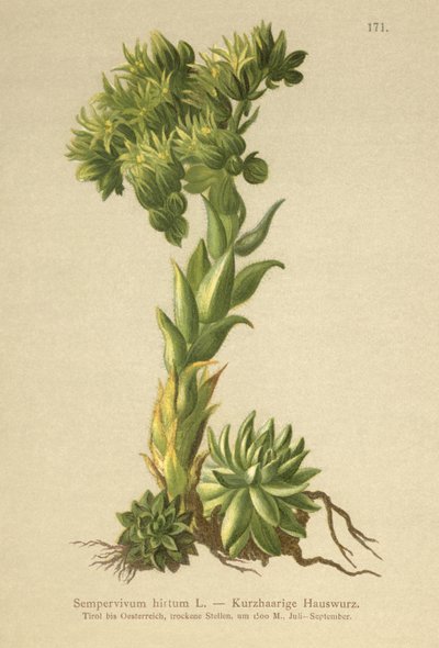 Allionii Houseleek（Sempervivum hirtum、Jovibarba hirta） 作： German School