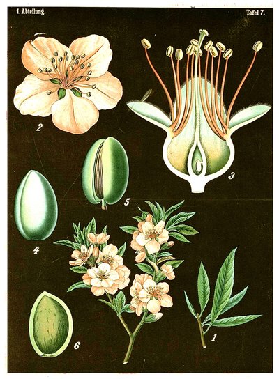 アーモンド（プルナスアミグダルス）c.1890（クロモリソグラフ） 作： German School