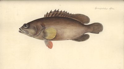 Alphestes afer、1793年以前（紙にトイレ） 作： German School