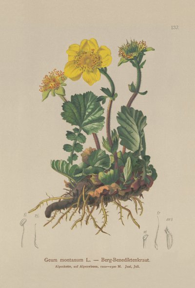 アルパインエイヴンズ（Geum montanum） 作： German School