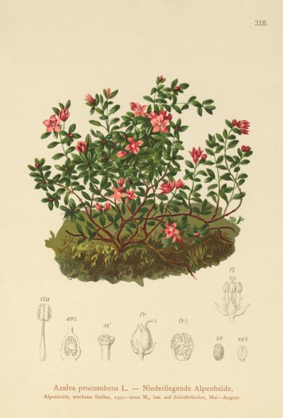 高山ツツジ（Azalea procumbens、Loiseleuria procumbens、Kalmia procumbens） 作： German School
