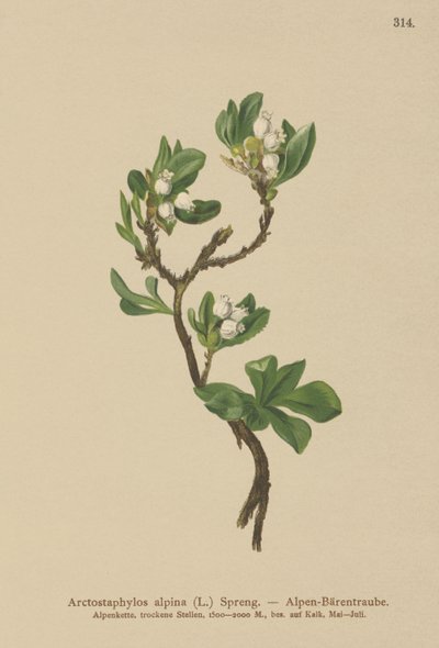 アルパインベアベリー（Arctostaphylos alpina、Arctostaphylos alpinus） 作： German School