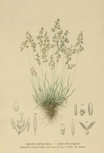 アルパインベントグラス（Agrostis alpina、Aira flavescens） 作： German School