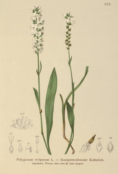 アルパインビストルト（Bistorta vivipara、Polygonum viviparum、Persicaria vivipara） 作： German School