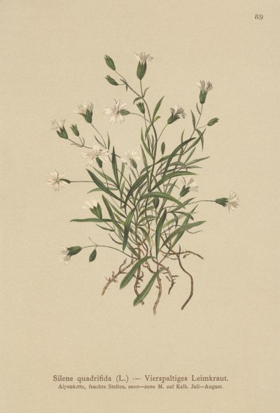 アルパインカンピオン（Silene quadrifida、Ixoca quadrifida） 作： German School