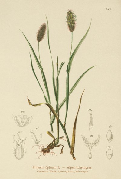高山猫の尾（Phleum alpinum） 作： German School