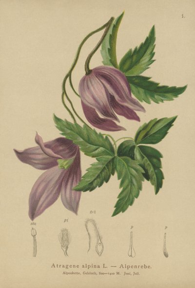アルパインクレマチス（Atragene alpina、Clematis alpina） 作： German School