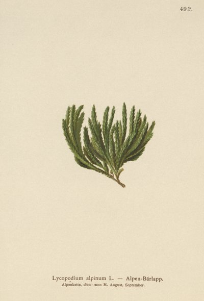 アルパインクラブモス（Lycopodium alpinum、Diphasiastrum alpinum） 作： German School