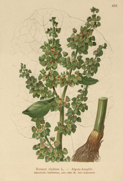 アルパインドック（Rumex alpinus） 作： German School