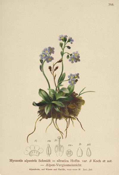 高山ワスレナグサ（Myosotis alpestris、Myosotis silvatica） 作： German School