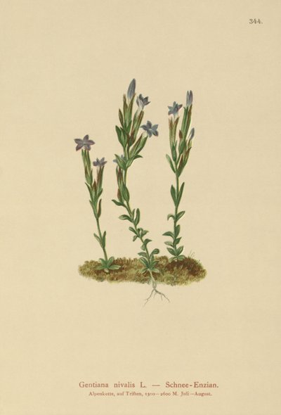 高山リンドウ（Gentiana nivalis） 作： German School