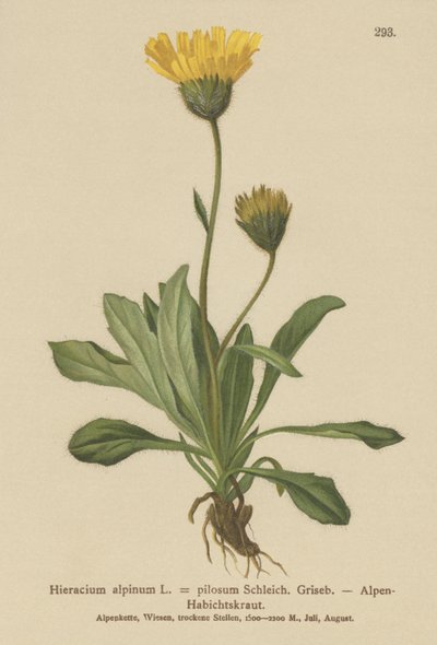 アルパイン（Sorghum alpmum Hieracium Alpen Hieracium hairiness） 作： German School