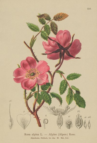 アルパインヘッジローズ（Rosa alpina、Rosa pendulina） 作： German School