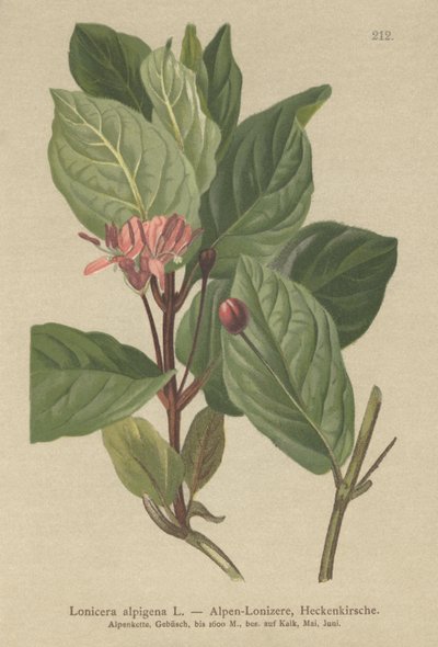 高山スイカズラ（Lonicera alpigena） 作： German School