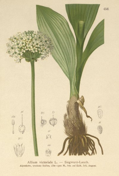 アルパインリーキ（ネギ、ネギ、タマネギVictorialis、Geboscon Triphylus、plantagmeum Garlic、Allium anguinum） 作： German School
