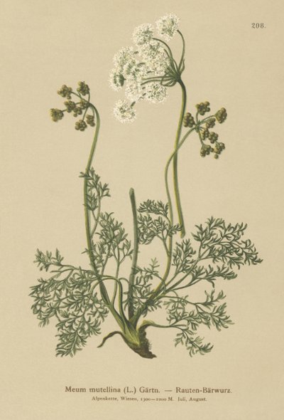 Alpine Lovage（My mutellina、Lovage mutellina） 作： German School