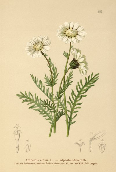 アルパインメイウィード（Anthemis alpina、Achillea oxyloba subsp。schuri） 作： German School