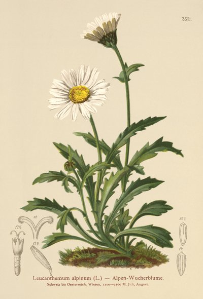 アルパインムーンデイジー（Leucanthemum alpinum、Leucanthemopsis alpina、Chrysanthemum alpinum、Tanacetum alpinum） 作： German School