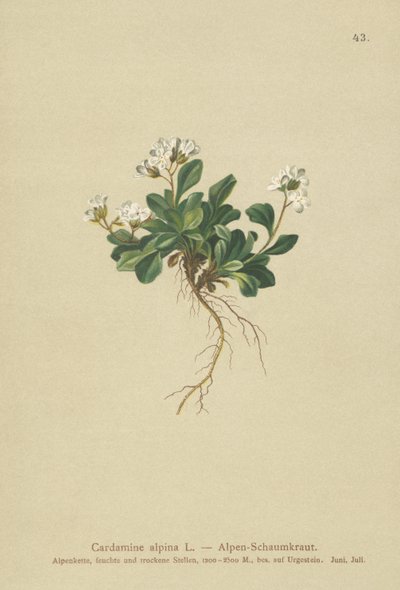 アルパインノーザンロッククレス（Cardamine alpina） 作： German School