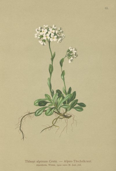 アルパインペニークレス（Thlaspi alpinum、Noccaea alpestris subsp。alpestris、Thlaspi minimum、Noccaea crantzii、Thlaspi kerneri、Thlaspi alpinum var。kerneri、Thlaspi alpestre） 作： German School