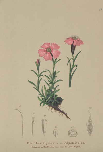 アルパインピンク（Dianthus alpinus） 作： German School