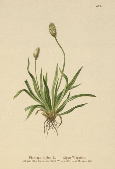 アルパインオオバコ（Plantago alpina） 作： German School
