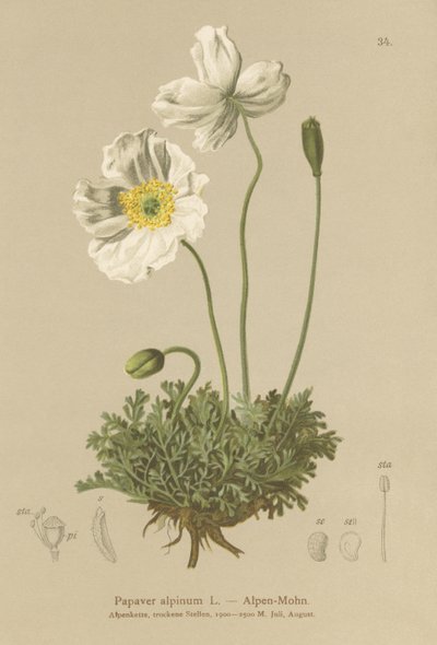アルパインポピー（Papaver alpinum、subsp。alpinum） 作： German School