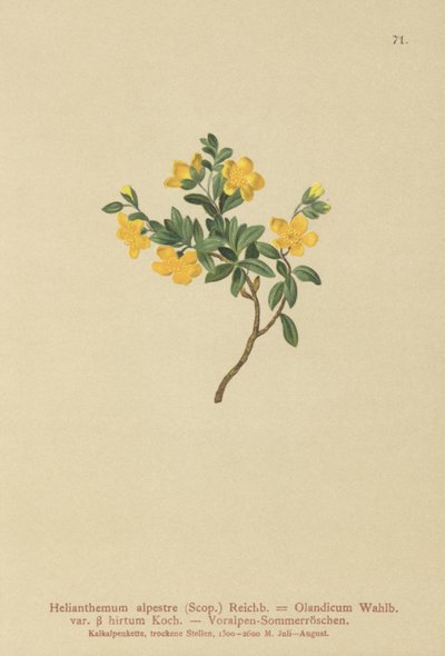 アルパインロックローズ（Helianthemum alpestre、Helianthemum Olandicum var。hirtum、Helianthemum montanum） 作： German School