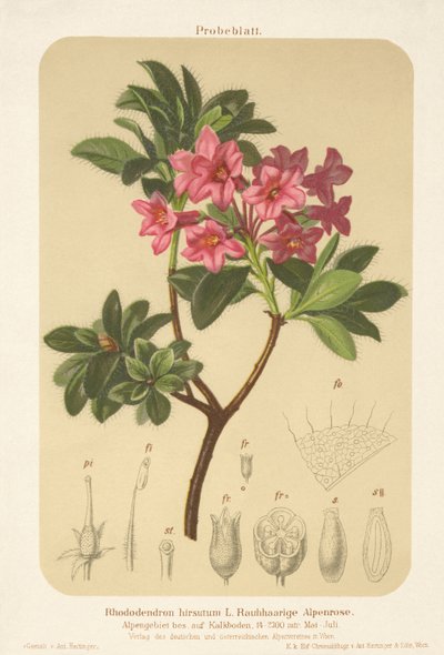 アルパインローズ（Rhododendron hirsutum） 作： German School