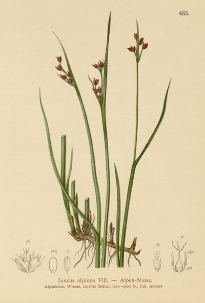 アルパインラッシュ（Juncus alpinus、Juncus alpinoarticulatus） 作： German School