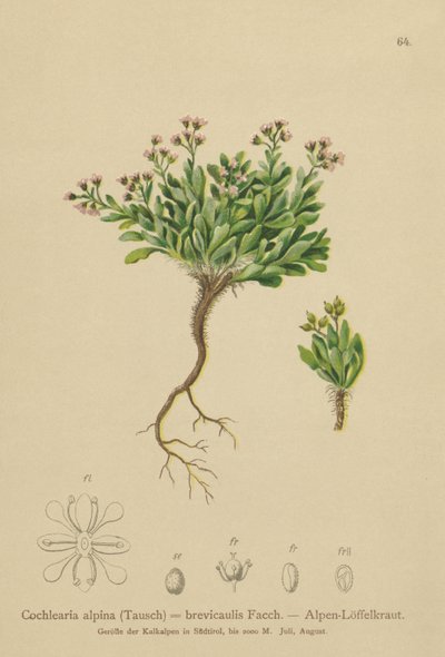 アルパインスカービーグラス（Cochlearia alpina、Cochlearia brevicaulis） 作： German School