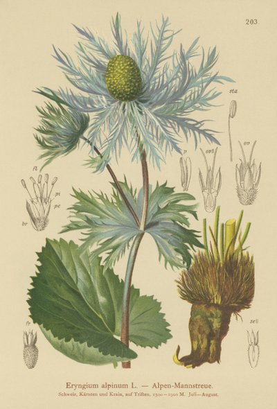 高山の海のヒイラギ（Eryngium alpinum） 作： German School
