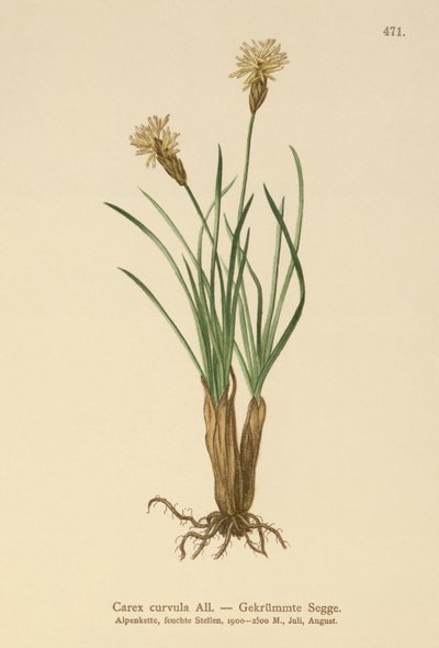 アルパインセッジ（Carex curvula） 作： German School