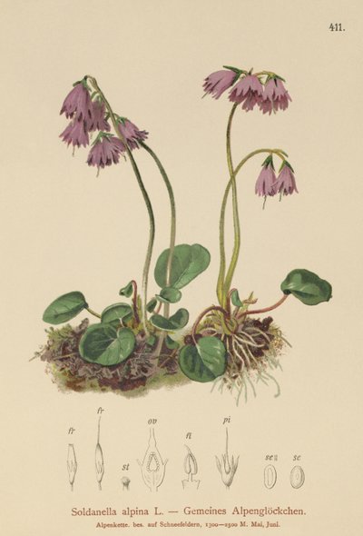 アルパインスノーベル（Soldanella alpina） 作： German School
