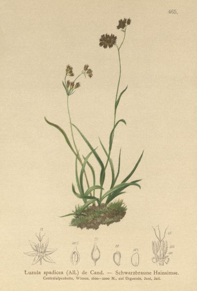 アルパインウッドラッシュ（Luzula alpinopilosa、Luzula spadicea） 作： German School