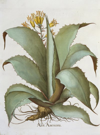 アメリカンアロエ：バジルベスラー作のHortus Eystettensisのアロエアメリカーナ（1561-1629）、パブ。 1613 作： German School
