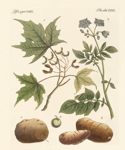 アメリカの植物 作： German School