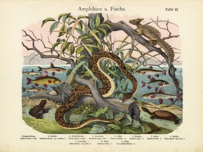 両生類と魚、1860年頃 作： German School