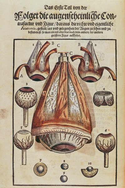 眼の解剖学、ドレスデンで1583年に出版されたGeorg Bartisch（1535-1636）によるOphthalmodouleiaから（色木版画）（236712も参照） 作： German School