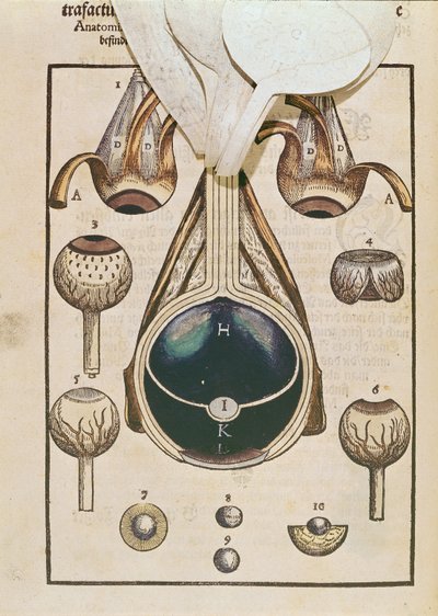 眼の解剖学、ドレスデンで1583年に出版されたGeorg Bartisch（1535-1636）によるOphthalmodouleiaから（色木版画）（236711も参照） 作： German School