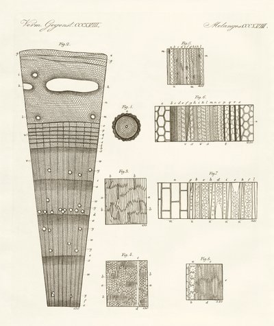 木の解剖学（彩色済み彫刻 作： German School