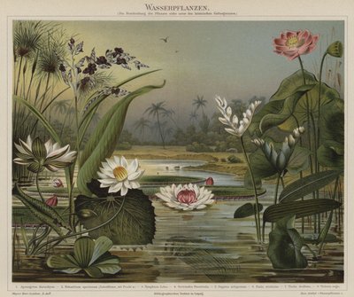 水生植物 作： German School