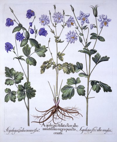 Aquilegia、Hortus Eystettensis、バジルベスラー（1561-1629）、パブ。 1613（手描きの彫刻） 作： German School