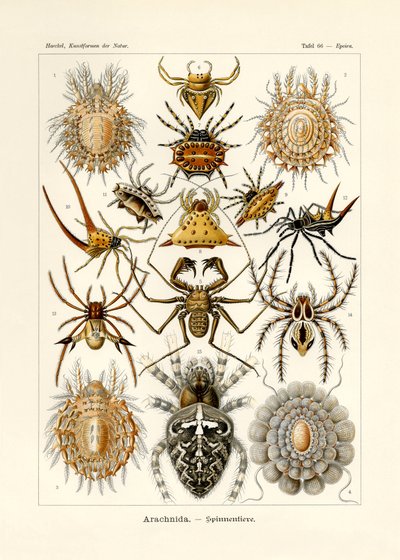 アラクニダ、1899-1904 作： German School